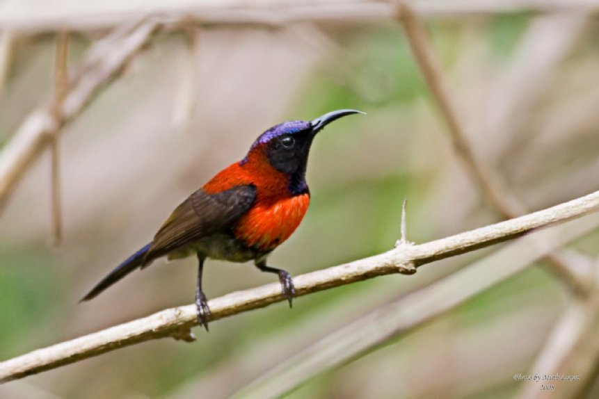 Vietnam Southern Bird Watching Tour 9 Days